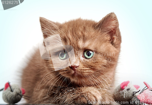 Image of brown british short hair kitten