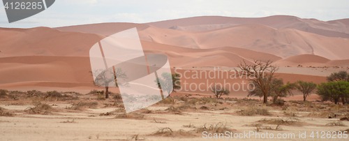 Image of Namib landscape