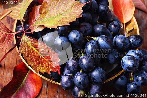 Image of Autumn juicy grapes