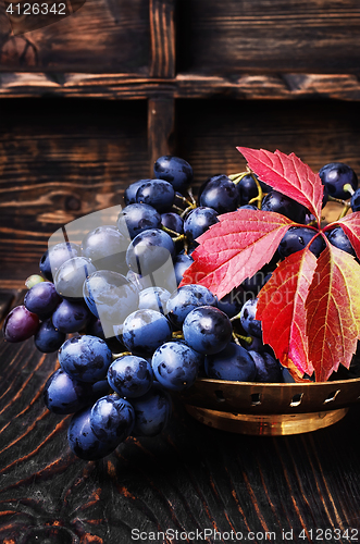 Image of Autumn juicy grapes