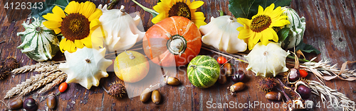 Image of Still life with pumpkins and sunflowers