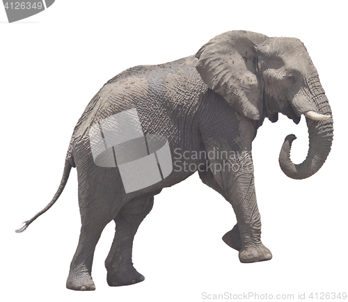 Image of elephant on white