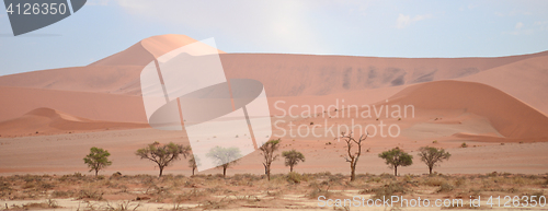 Image of Namib landscape