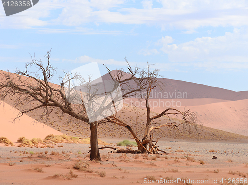 Image of desert landscape