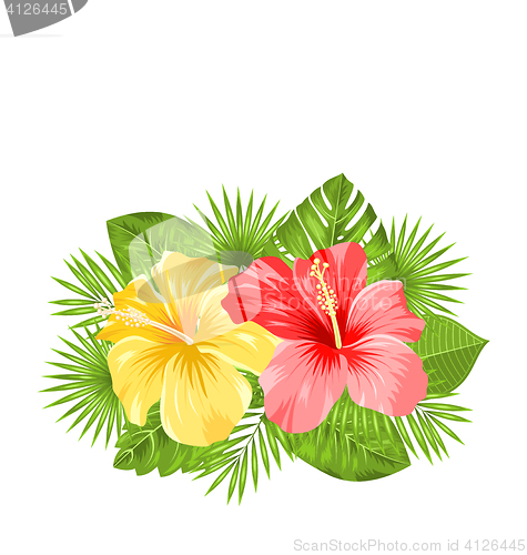 Image of Beautiful Colorful Hibiscus Flowers Blossom and Tropical Leaves