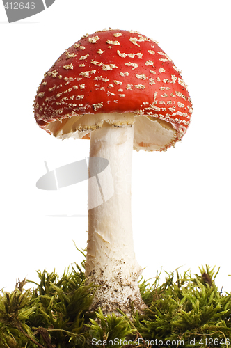 Image of mushroom