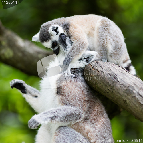 Image of Ring-tailed lemur (Lemur catta)