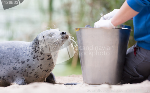 Image of Seal being fed