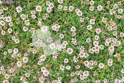 Image of Plant growing on black sand - Iceland