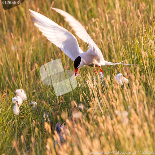 Image of Arctic tern with a fish - Warm evening sun