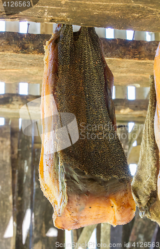 Image of Iceland\'s fermented shark