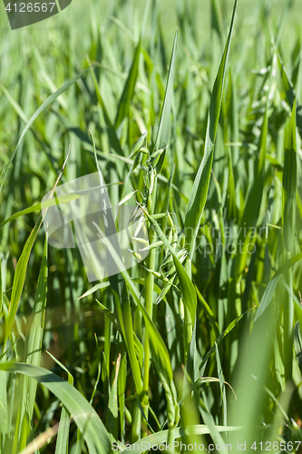 Image of Field with cereal