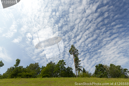 Image of pine on the hill