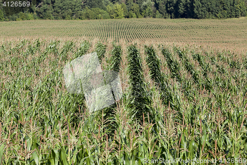 Image of Corn field, summer time