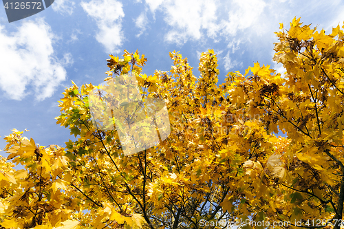 Image of trees in autumn season