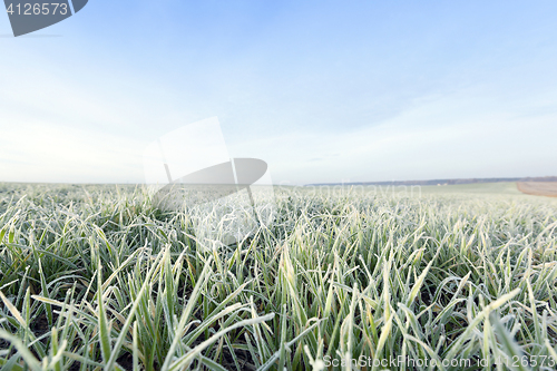 Image of young grass plants, close-up