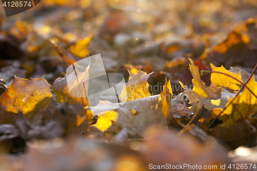 Image of autumn in the park