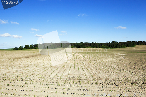 Image of Corn field, summer