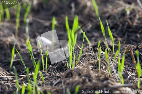 Image of young grass plants, close-up