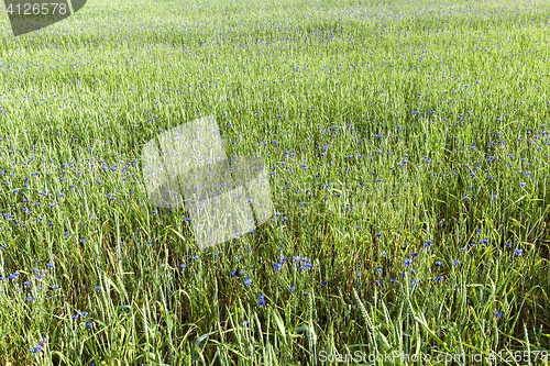 Image of Field with cereal