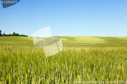 Image of Field with cereal