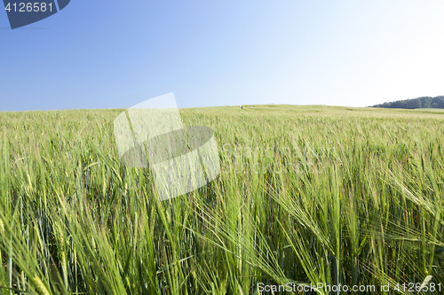 Image of Field with cereal