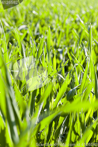 Image of Field with cereal