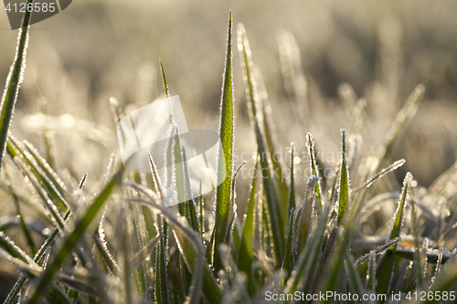 Image of young grass plants, close-up