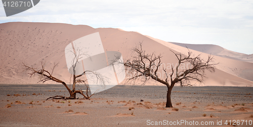 Image of desert landscape