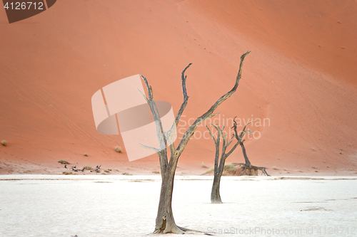 Image of Sossusvlei, Namibia