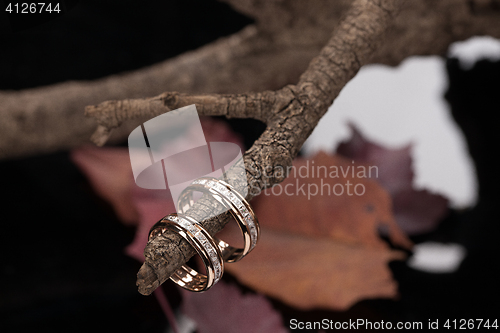 Image of Rings On A Dry Autumn Branch