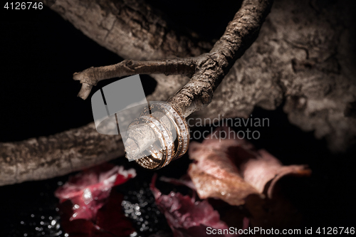Image of Rings On A Dry Autumn Branch