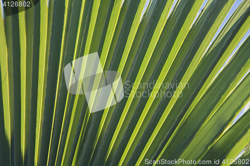 Image of Palm leaf in back light