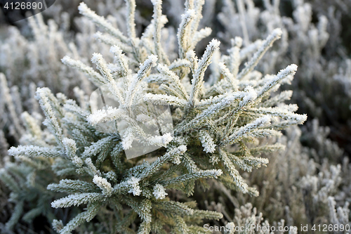 Image of Frost and Ice Crystals on Small Spruce Tree