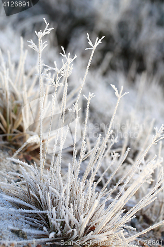 Image of Frost and Ice Crystals on Grass