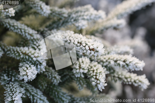 Image of Frost and Ice Crystals on Fir Tree Branches