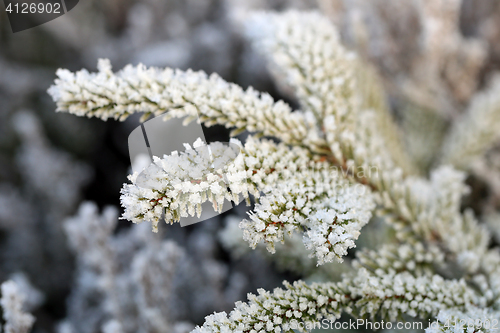 Image of Ice Crystals on Frosted Spruce Tree Branch