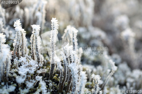 Image of Frost and Ice on Cladonia Deformis Lichen