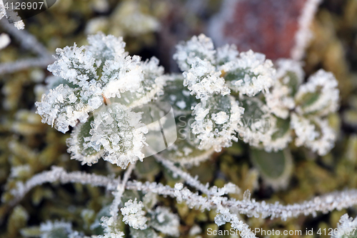 Image of Frost and Ice Crystals on Cowberry Plant