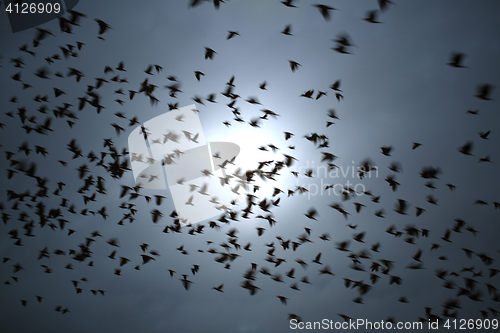 Image of Flock of Black Birds in Motion Against Dark Sky