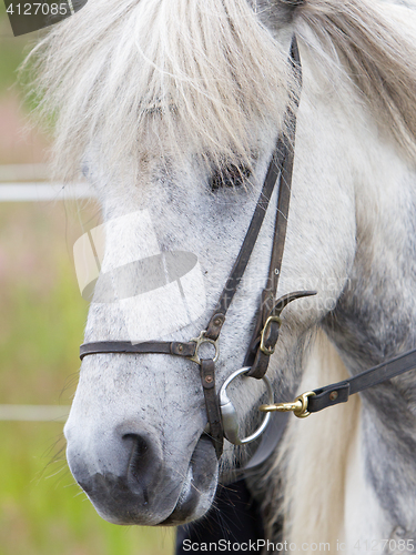 Image of Horse portrait close-up