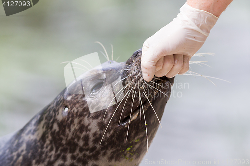 Image of Adult sealion being treated - Selective focus on hand