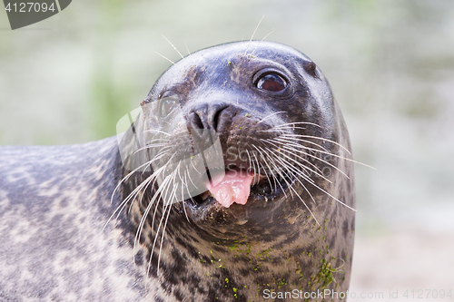 Image of Sea lion closeup