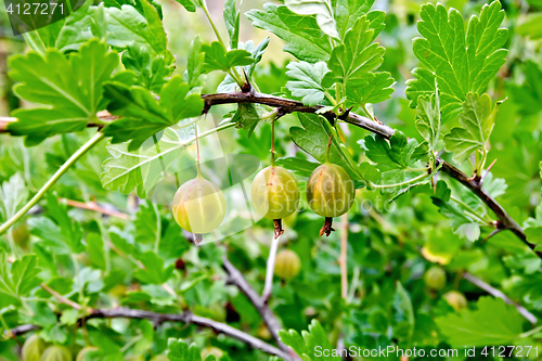 Image of Gooseberries on the bush