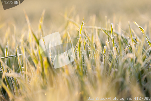 Image of wheat during frost