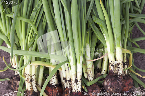 Image of green feathers bow