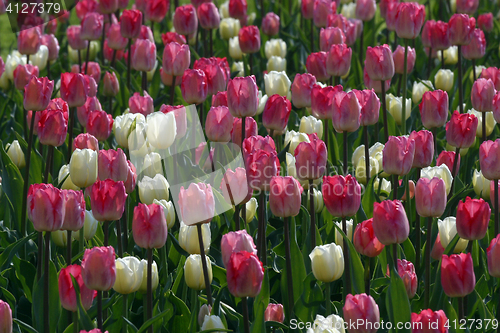 Image of Colorful tulips in spring
