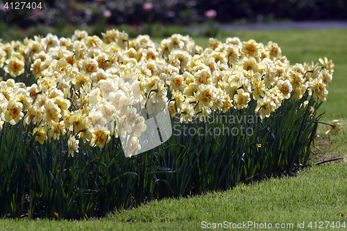 Image of Daffodils
