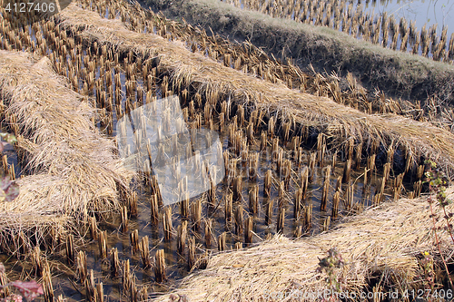 Image of Rice field just after harvesting