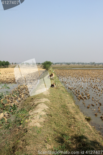 Image of Cows grazing in the rice fields in Sundarbans, West Bengal, India